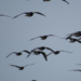 Vogelzug im Duvenseer Moor