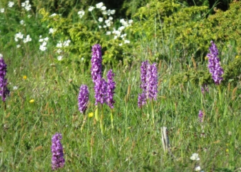 Safari in Schweden