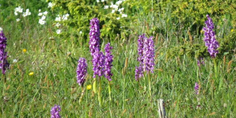 Safari in Schweden