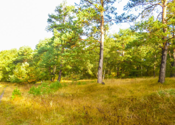 Besenhorster Sandberge erfolgreich „entkusselt“