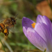 Foto der Woche: Bienen sammeln emsig Pollen