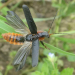 Vortrag über unsere Insekten – Schmetterling, Käfer, Libelle und Co