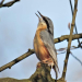 Vogelstimmen-Spaziergang in Mölln