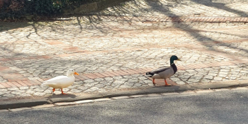 Stockenten brüten an ungewöhnlichen Orten