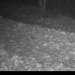 Sensationeller Nachweis einer Wildkatze in Schleswig-Holstein