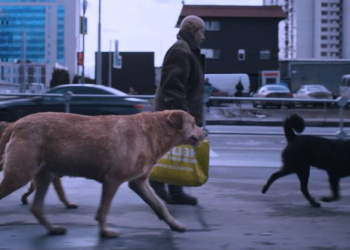 Dokumentation im Kino: ‚Dreaming Dogs‘