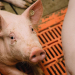 IG BAU ruft Beschäftigte in der Tierhaltung zu Umfrage auf