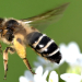 Blühflächen in Tesperhude sind Heimat für teilweise seltenen Wildbienen