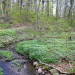 ‚Wasser, Wald und Wandel‘ – Auf historischen Spuren im Kupfermühlental