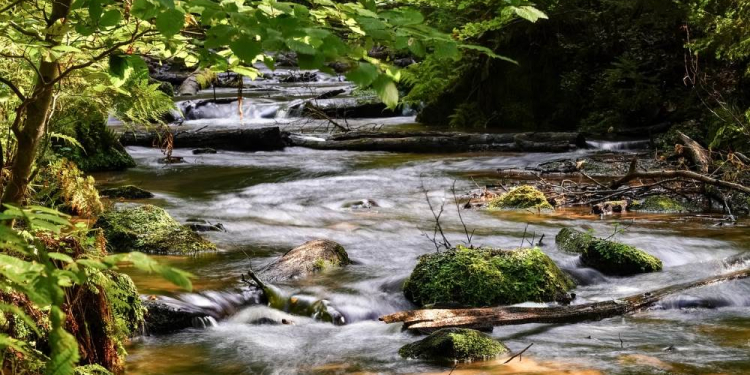 Führung im Naturschutzgebiet Billetal: ‚Baum als Lebensraum‘