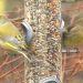 Winterfreuden mit Amsel, Fink und Spatz