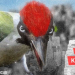 Filmclub Kurzfilmabend: ‚SHORTS ATTACK: Prima Klima‘