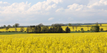 Schleswig-Holstein kehrt zum Jubiläum der Grünen Woche mit eigenem Landesauftritt zurück