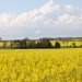 Schleswig-Holstein kehrt zum Jubiläum der Grünen Woche mit eigenem Landesauftritt zurück