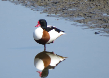 Vogelzug im Duvenseer Moor