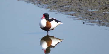 Vogelzug im Duvenseer Moor