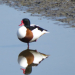 Vogelzug im Duvenseer Moor