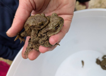 Aufruf: Wer unterstützt am Amphibienzaun?