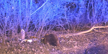 Biber verursacht ungewöhnlichen Unfall auf Elbuferstraße in Geesthacht