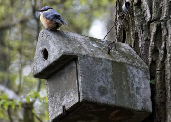 Vogelkästen-Reinigung im Steinhorst-Schiphorster Moor