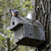 Vogelkästen-Reinigung im Steinhorst-Schiphorster Moor