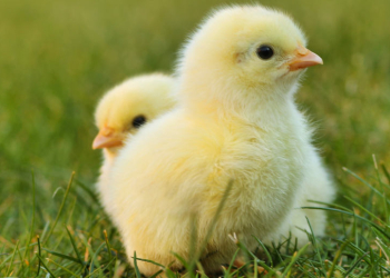 Frohes Ostern!