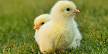 Frohes Ostern!