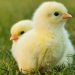 Frohes Ostern!
