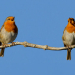Vogelwanderung in der Buchhorster Feldmark mit Ornithologe Hans-Dieter Zerbe