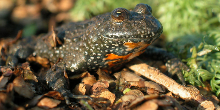 Teich-Bühne frei für Frosch- und Unken-Boyband: Froschkonzert im Stiftungsland Panten