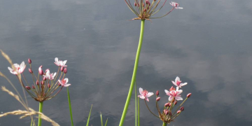 Auf Entdeckungstour zur reichhaltigen Pflanzen- und Insektenwelt
